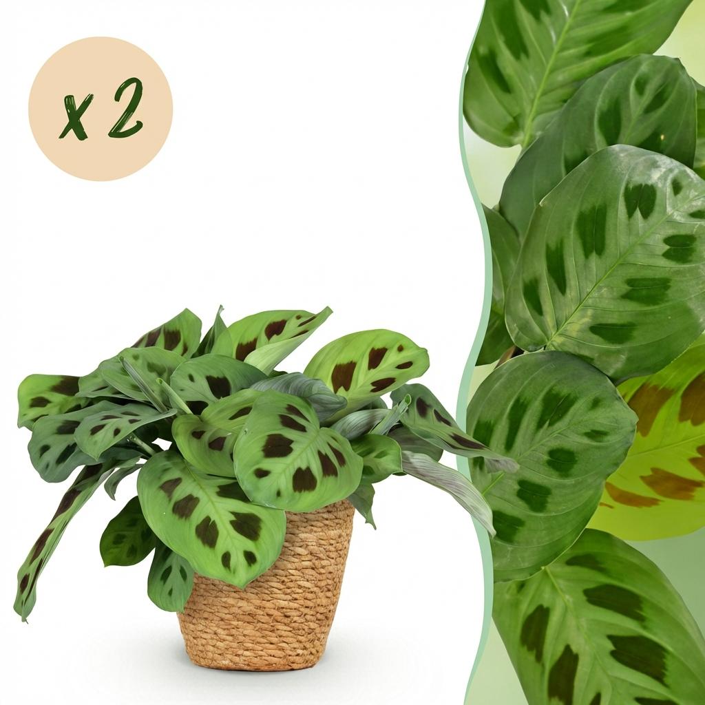 2× Maranta Fascinator Kerchoveana (plante prieuse) avec panier – Ø12 cm, 25 cm de haut
