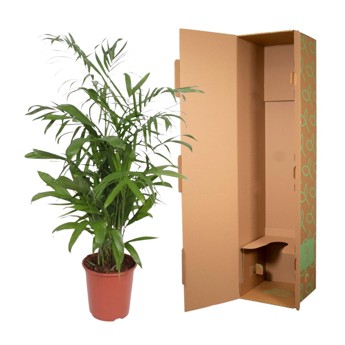 Chamaedorea Seifrizii (bergpalm) – Ø27 cm, 140 cm hög