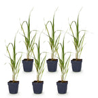 Molinia arund. 'Karl Foerster' (molinia) – 6 plantes, Ø11 cm, 15–25 cm de haut