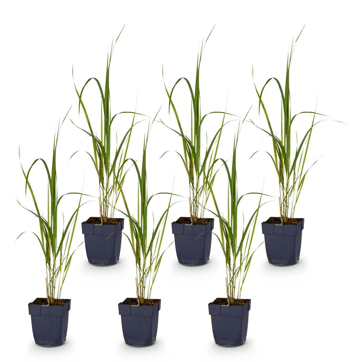 Molinia arund. 'Karl Foerster' (molinia) – 6 plantes, Ø11 cm, 15–25 cm de haut – photo 2
