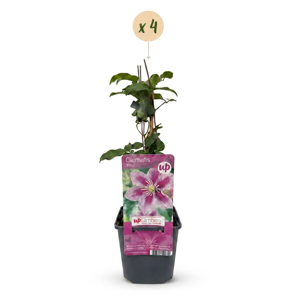 Clematis 'Piilu' (bosrank) – wit-roze – 4 planten, Ø9 cm, 35 cm hoog