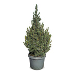 Picea glauca Sander's Blue (petit sapin de Noël) – Ø23 cm, 60 cm de haut