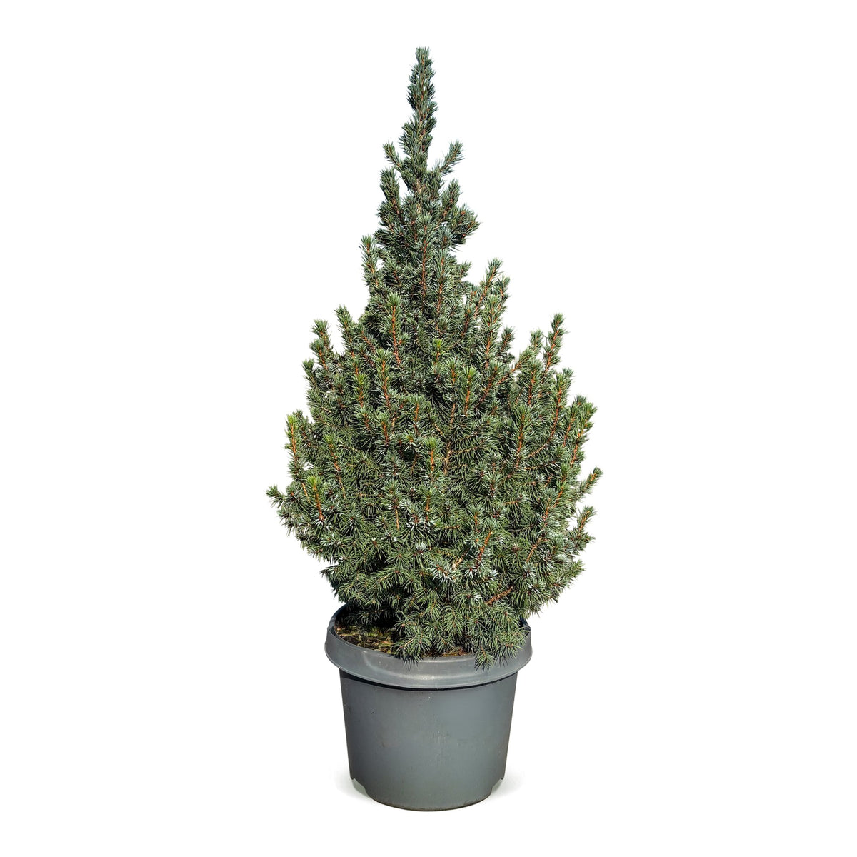 Picea glauca Sander's Blue (petit sapin de Noël) – Ø23 cm, 60 cm de haut