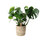 Monstera In Basket Palmleaf (gatenplant) – Ø21 cm, 60 cm hoog