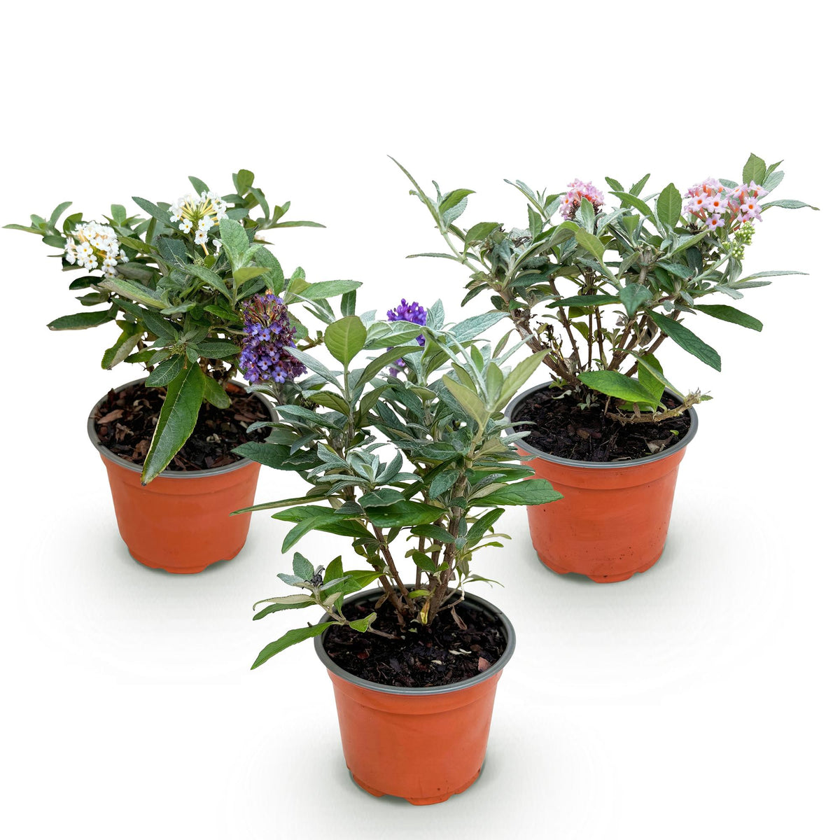 Buddleja davidii 'Butterfly Candy Little Tricolour' (vlinderstruik) – roze-wit-lila – 3 planten, Ø12 cm, 20–25 cm hoog