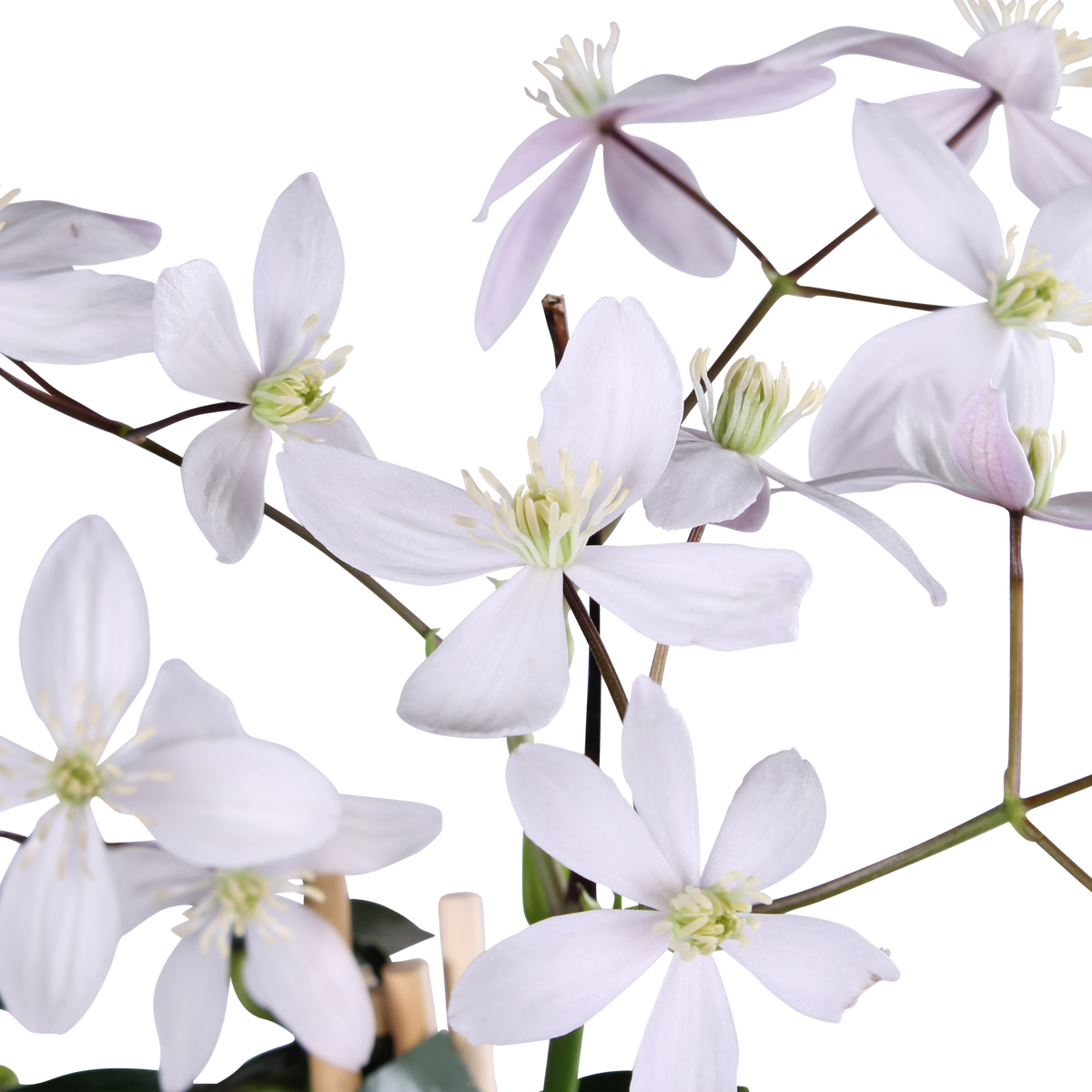 Clematis armandii 'Apple Blossom' (bosrank) – Ø15 cm, 65 cm hoog