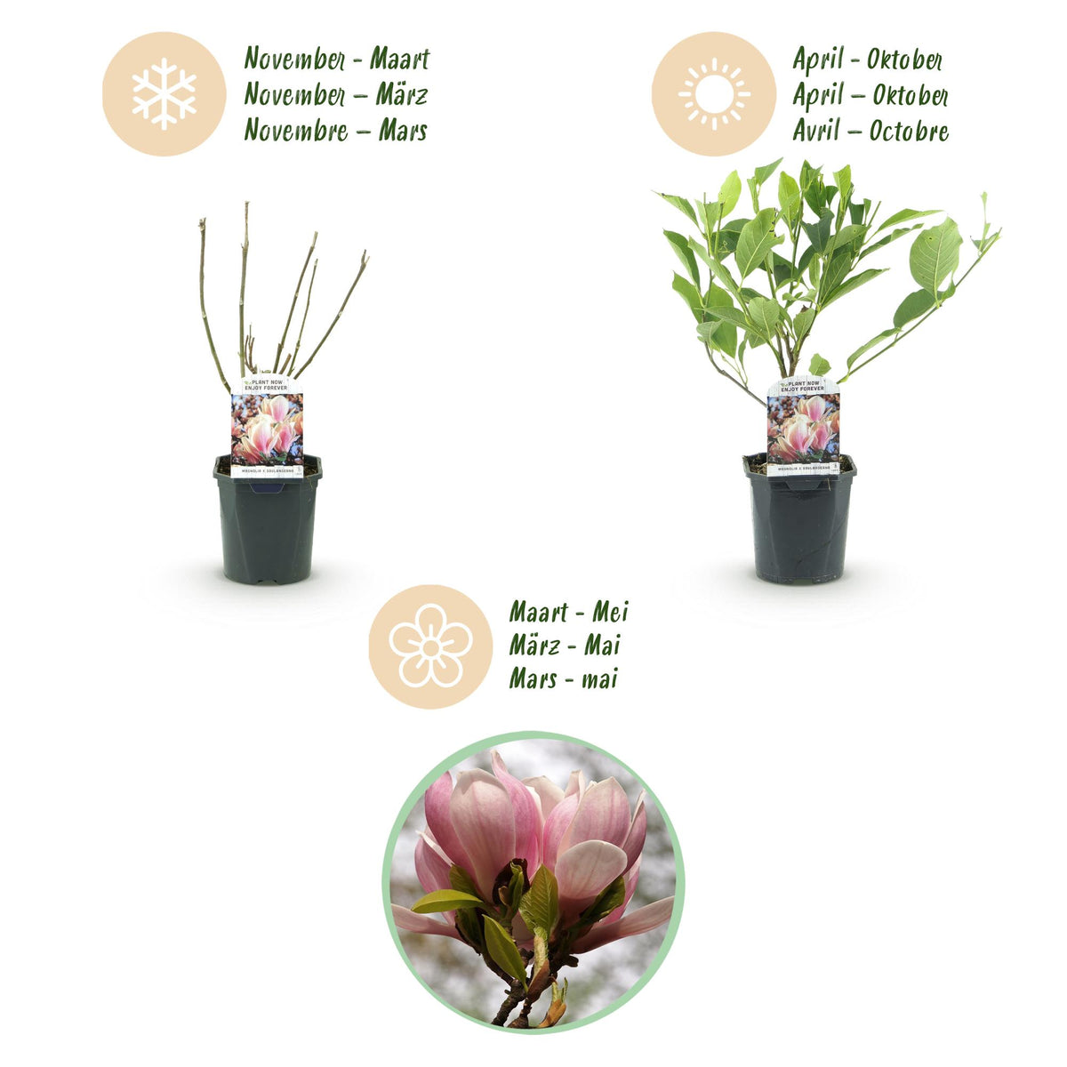 Magnolie 'Soulangiana' (Blüten hellrosa) – Ø 17 cm, 45 cm hoch – Bild 4
