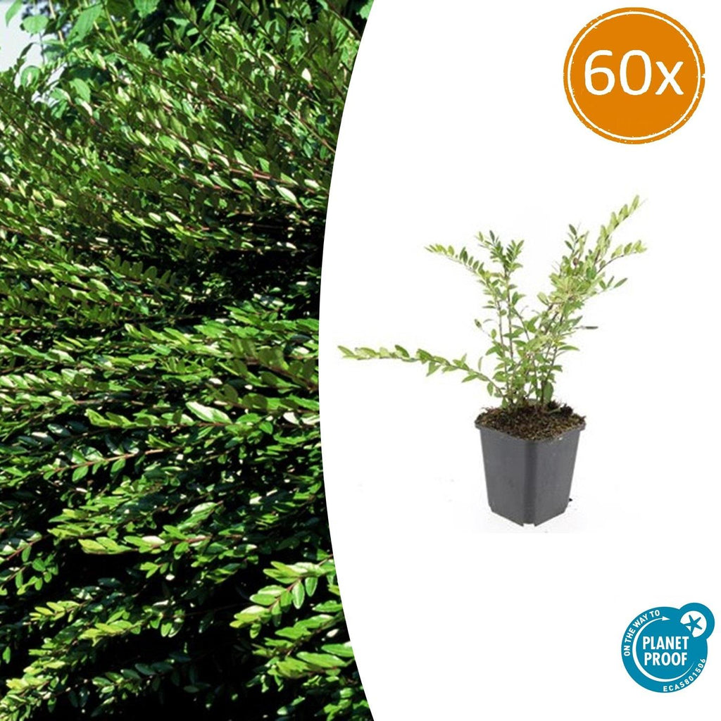 Lonicera pileata 'Purple Pearl' (chèvrefeuille) – 60 plants, Ø9 cm, 10–25 cm de haut – photo 2