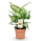 Diefenbachia Compacta (Dracaena) – Ø17 cm, 45–50 cm hoog