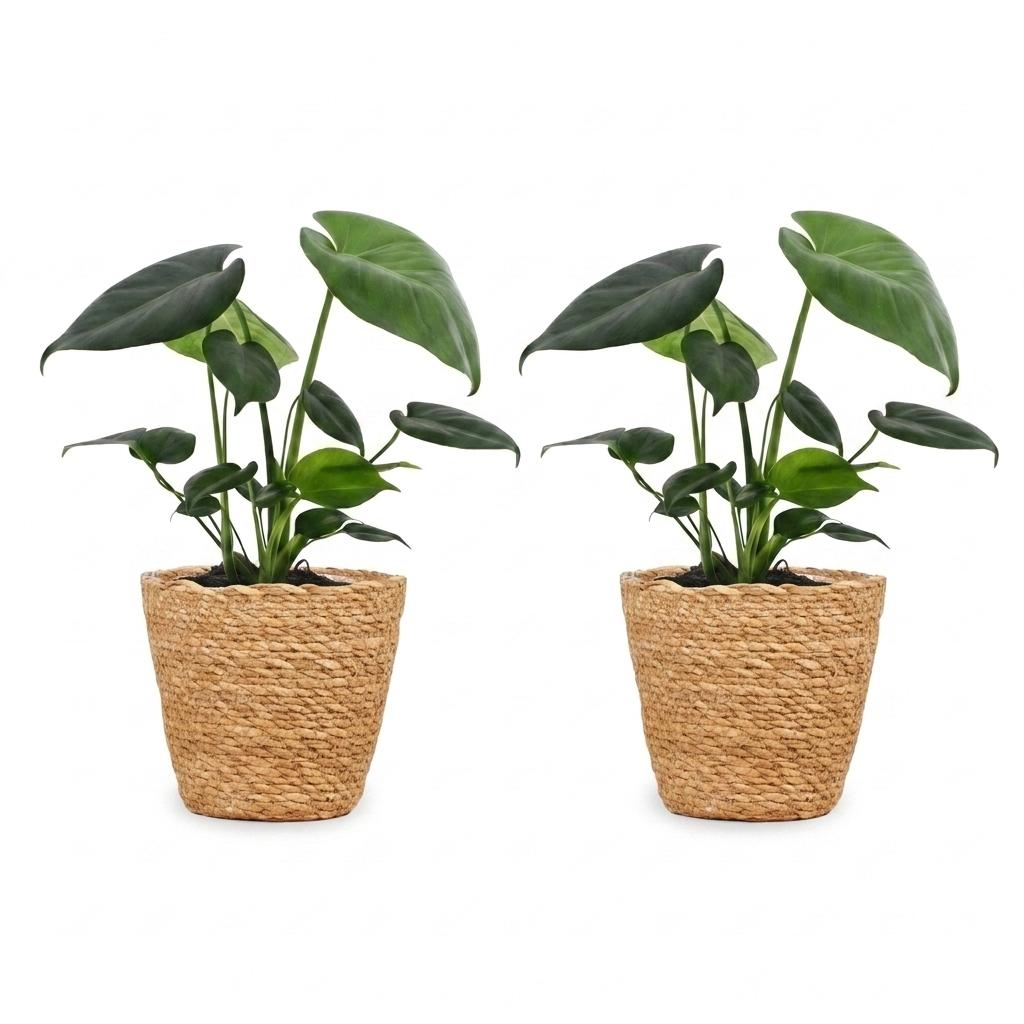 2× Monstera deliciosa (Fensterblatt) mit Seegras-Korb – Ø12 cm, 30 cm hoch
