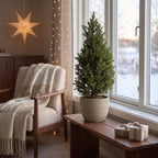 2× Picea glauca Conica (kerstboompje) – Ø23 cm, 80 cm hoog
