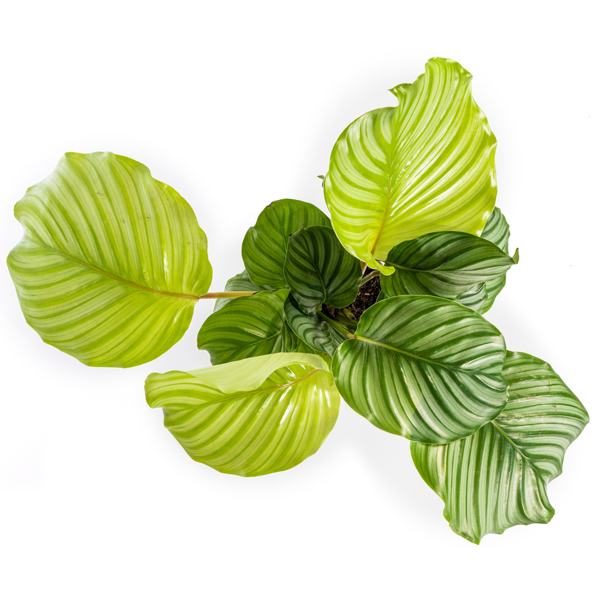 Calathea orbifolia – Ø17 cm, 40–50 cm høj