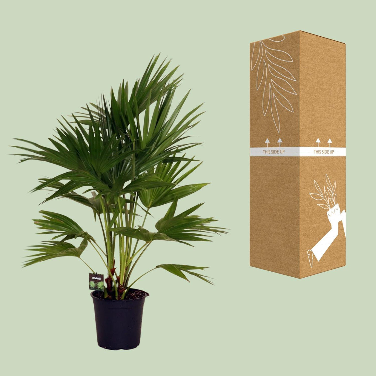 Livistona Chinensis (Fächerpalme) – Ø24 cm, 100 cm hoch