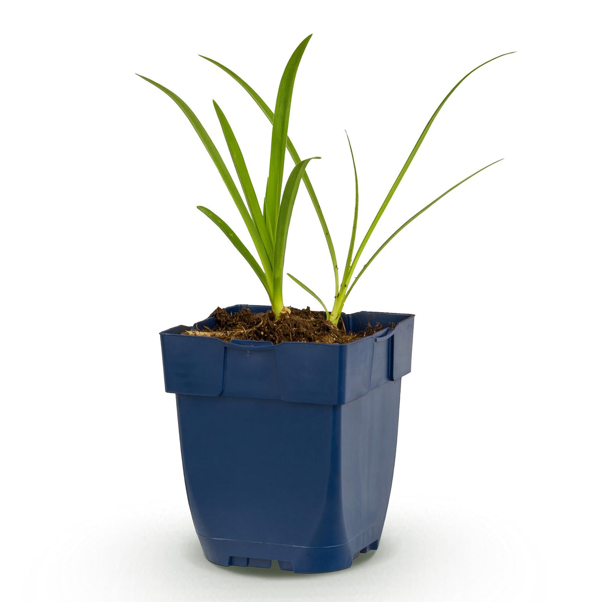 Agapanthus africanus 'Albus' (Afrikanische Lilie) – weiß – Ø11 cm, 15–25 cm hoch – Bild 2