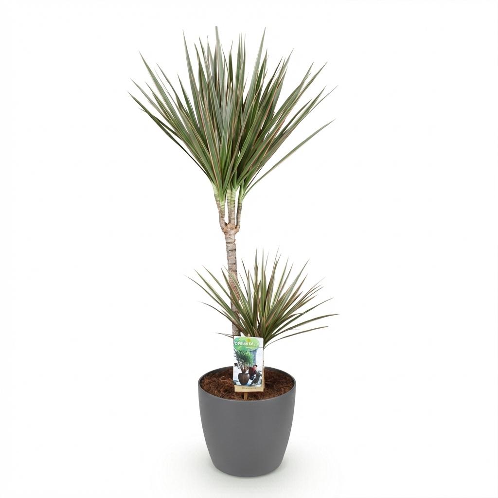 Dracaena marginata Bicolor (Drachenbaum) im grauen Übertopf – Ø 21 cm, 90–100 cm hoch