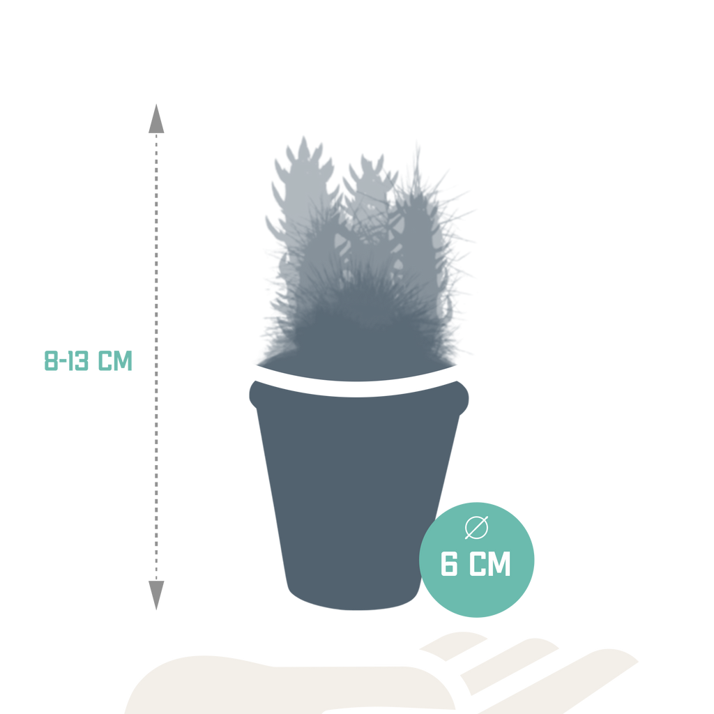 Kaktusmix (Cactaceae) i terrakottakrukke – Ø6 cm, 13 cm høj