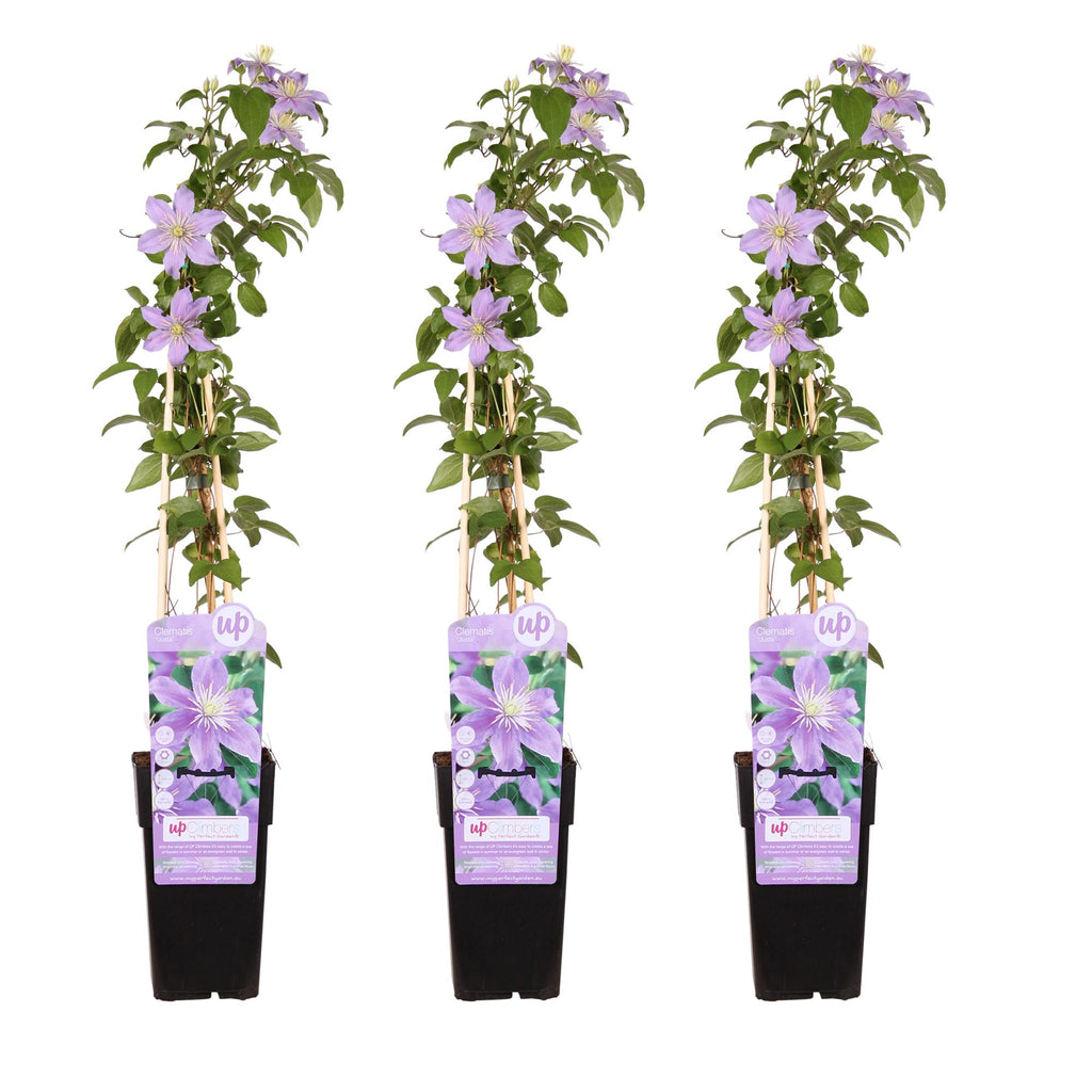 Clematis 'Justa' (Virgin's Bower) – 3 plants, Ø15 cm, 65 cm high