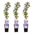 Clematis 'Justa' (Virgin's Bower) – 3 plants, Ø15 cm, 65 cm high