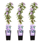 Clematis 'Justa' (Virgin's Bower) – 3 plants, Ø15 cm, 65 cm high