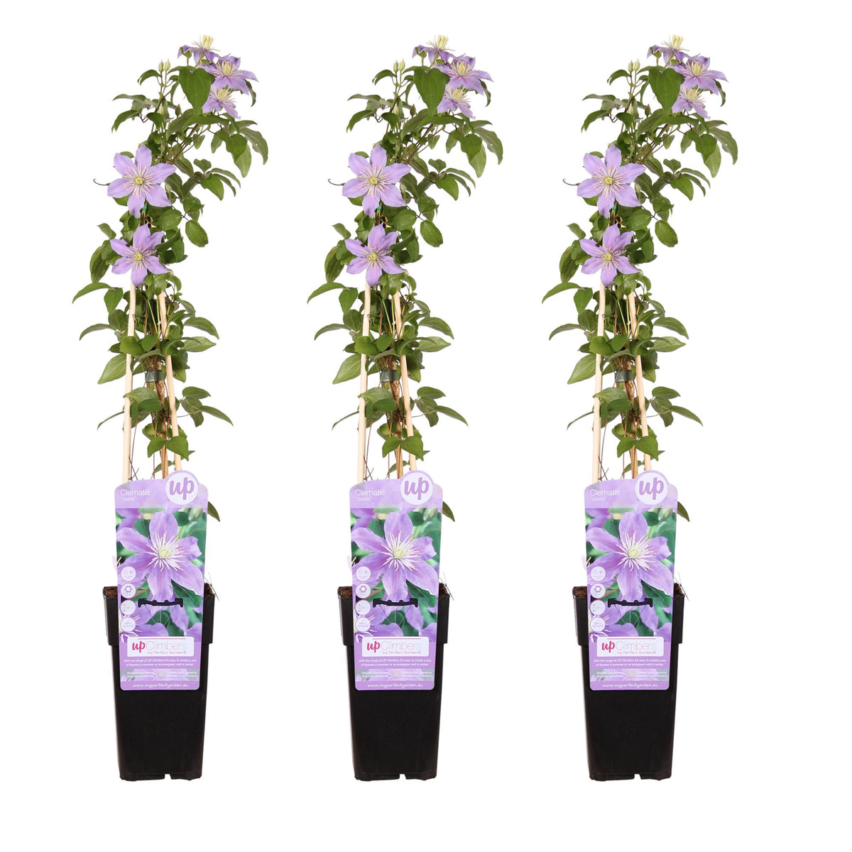 Clematis 'Justa' (bosrank) – 3 planten, Ø15 cm, 65 cm hoog