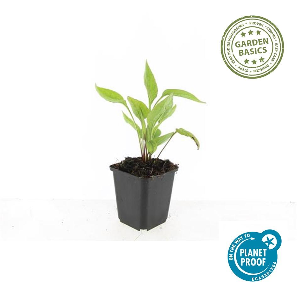 Echinacea p. 'White Swan' (coneflower) – 12 plants, Ø9 cm, 10–25 cm high – photo 4