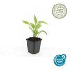 Echinacea p. 'White Swan' (coneflower) – 12 plants, Ø9 cm, 10–25 cm high