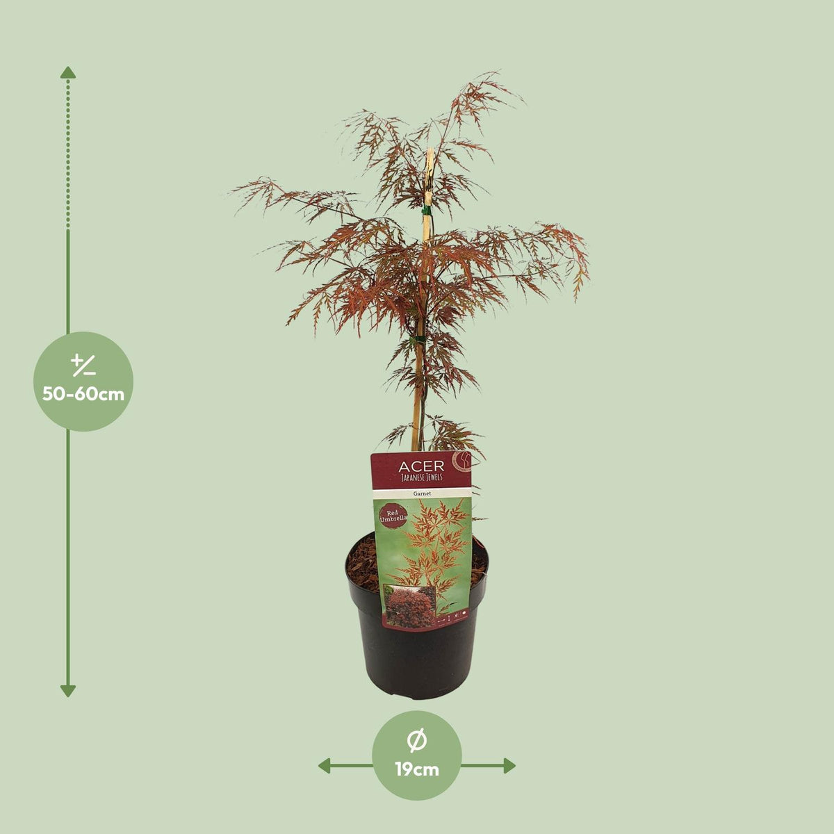 Acer palm. 'Garnet' (Japanese maple) – Ø19 cm, 40 cm high – photo 7