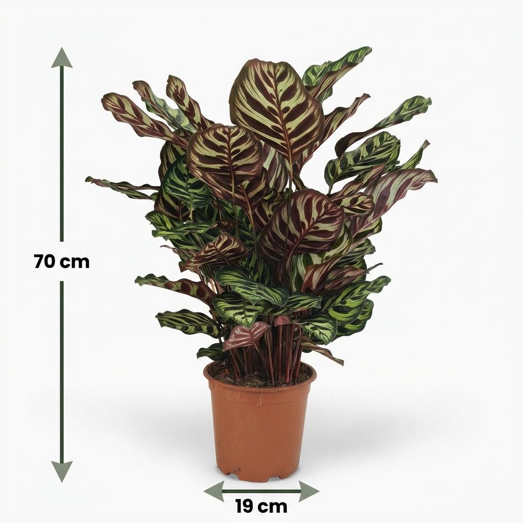 Calathea makoyana – Ø 19 cm, 70 cm hoch