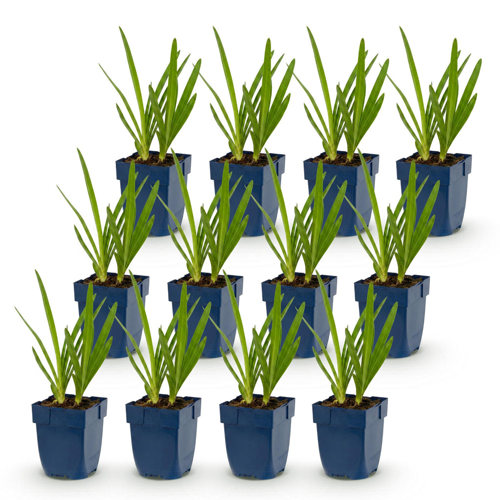 Agapanthus 'Duo' (Lys d'Afrique) – bleu-blanc – 12 plantes, Ø11 cm, 15–25 cm de haut – photo 2