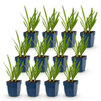 Agapanthus 'Duo' (Lys d'Afrique) – bleu-blanc – 12 plantes, Ø11 cm, 15–25 cm de haut