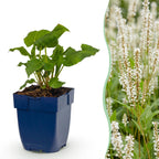 Persicaria amplexicaulis alba (Echte Taubnessel) – weiß – 12 Pflanzen, Ø 11 cm, 15–25 cm hoch