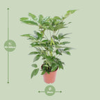 Schefflera Actinophylla Amate (fingerpalme) – Ø24 cm, 100 cm høj