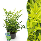 Nandina 'Lemon & Lime' (Himmlisches Bambus) – gelb – Ø17 cm, 45 cm hoch