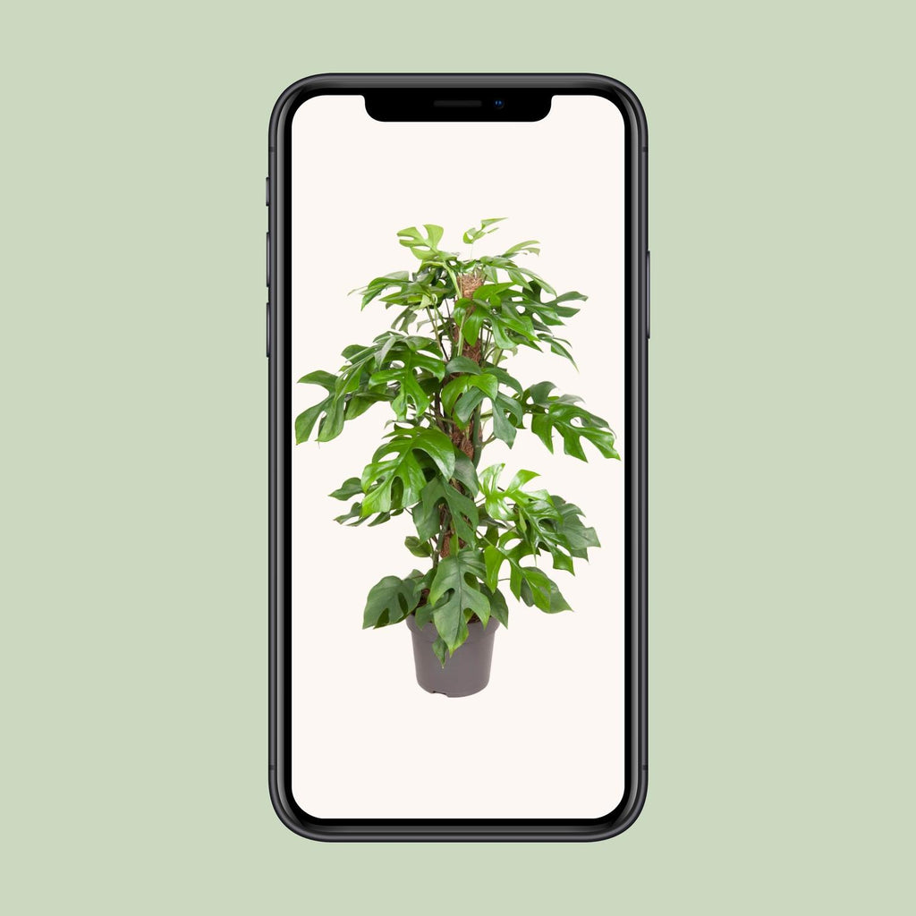 Monstera Minima (Mini-Monstera) – Ø 19 cm, 80 cm hoch
