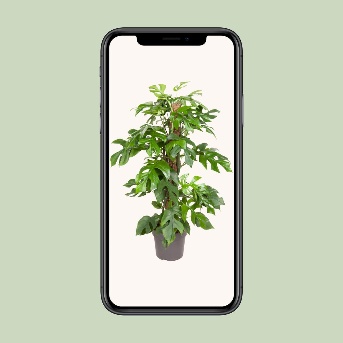 Monstera Minima (Mini-Monstera) – Ø 19 cm, 80 cm hoch