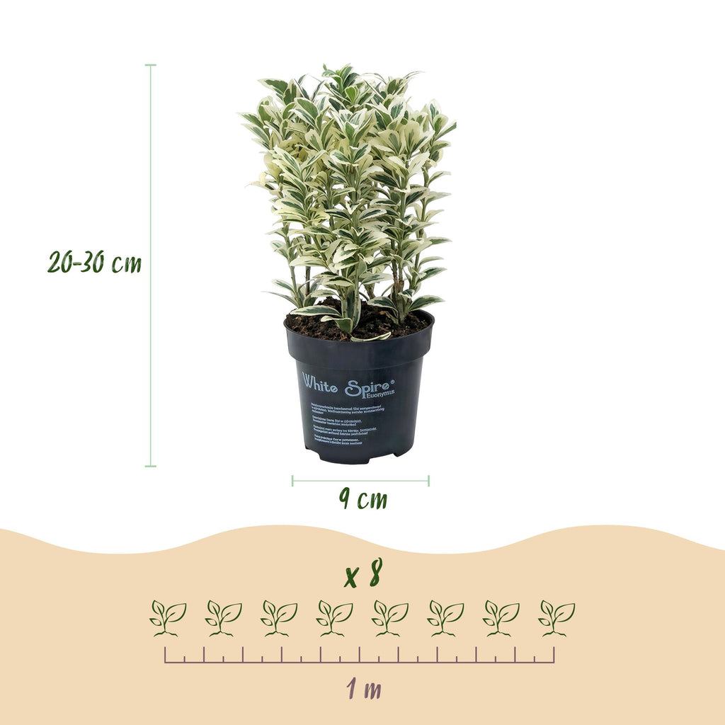 Euonymus japonicus 'White Spire' (kardinaalsmuts) – wit – 8 planten, Ø9 cm, 20–30 cm hoog – foto 4