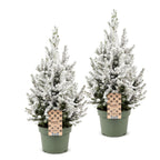 2× Picea glauca Conica (Weihnachtsbäumchen) – Ø19 cm, 65 cm hoch – weiß