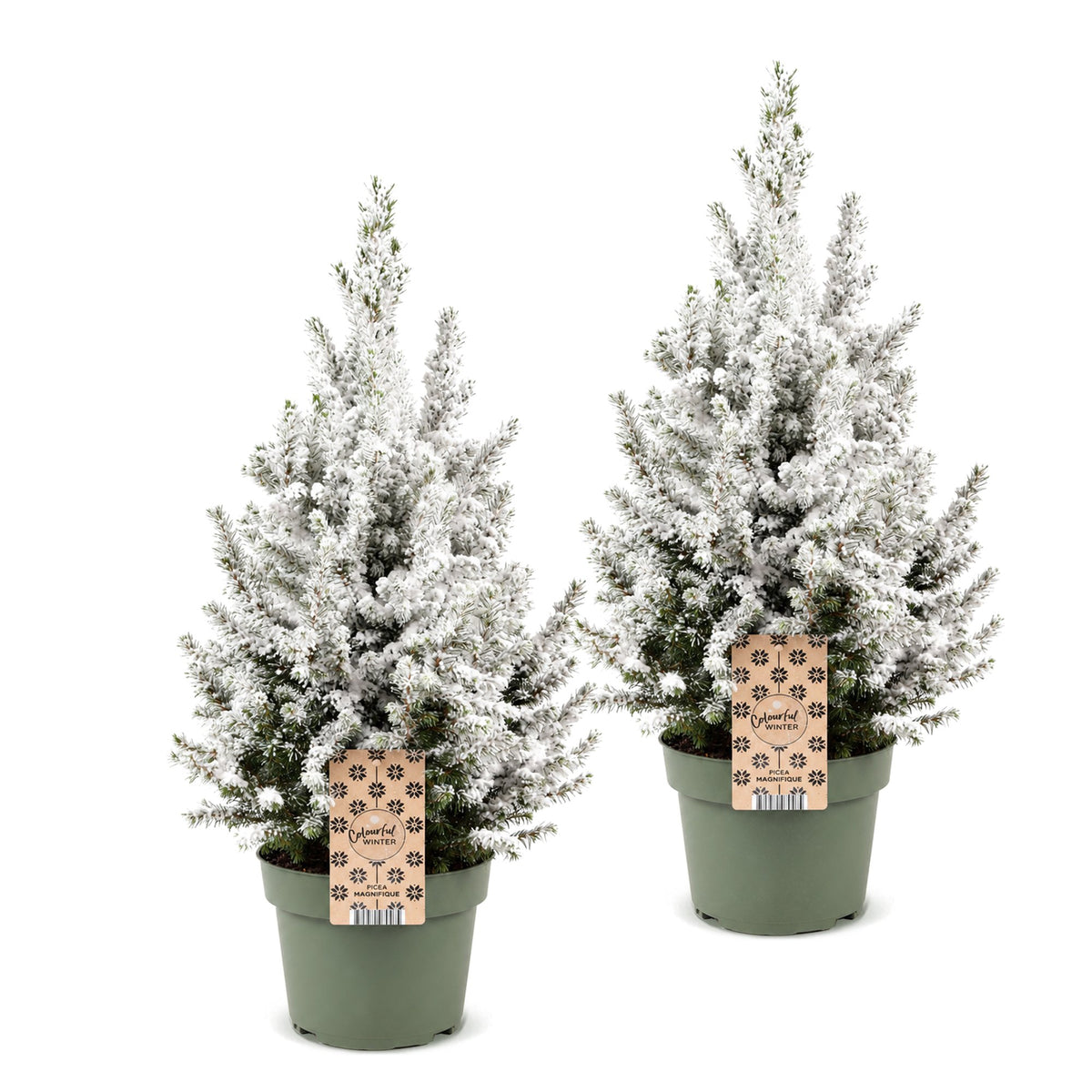 2× Picea glauca Conica (julegran) – Ø19 cm, 65 cm høj – hvid