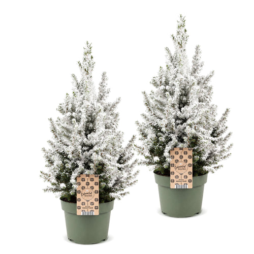 2× Picea glauca Conica (Weihnachtsbäumchen) – Ø19 cm, 65 cm hoch – weiß