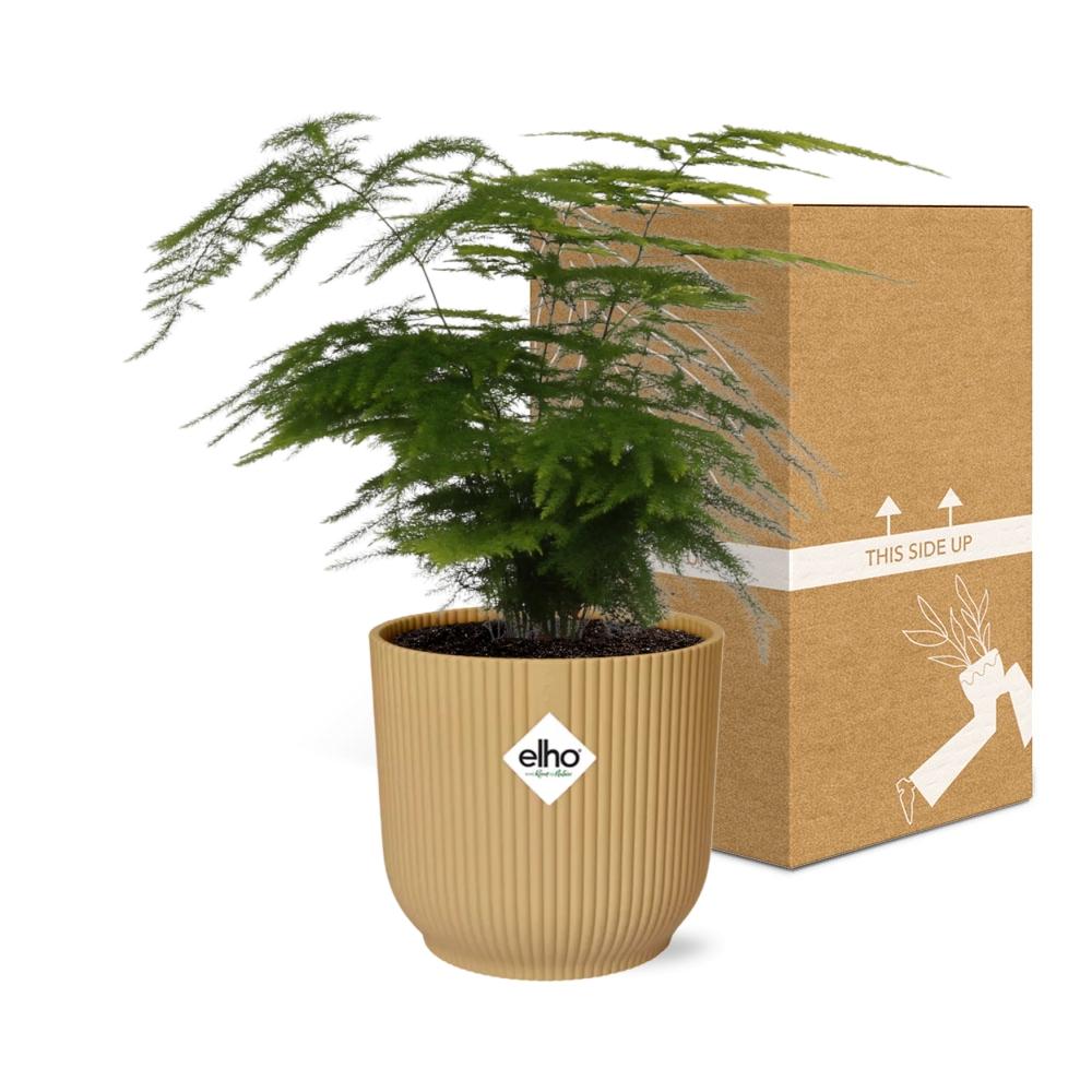 Asparagus Setaceus ‘Plumosus’ im ELHO Vibes Fold 14 cm gelb (Springgefäßfarne) – 35 cm hoch – Bild 5