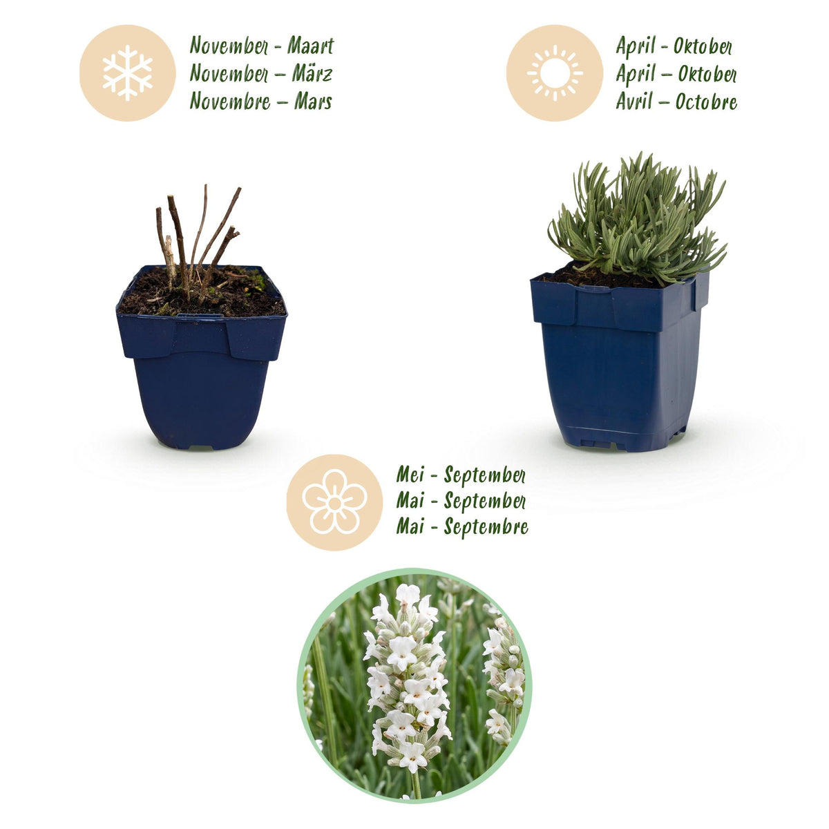 Lavandula angustifolia 'Edelweiss' (lavendel) – wit – 12 planten, Ø11 cm, 15–25 cm hoog