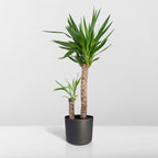 Yucca elephantipes – Ø21 cm, 100 cm høj – art. 3021