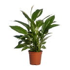 Spathiphyllum Vivaldi (lepelplant) – Ø17 cm, 70 cm hoog