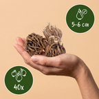Mélange de ranoncules – 40 bulbes (taille 5/6)