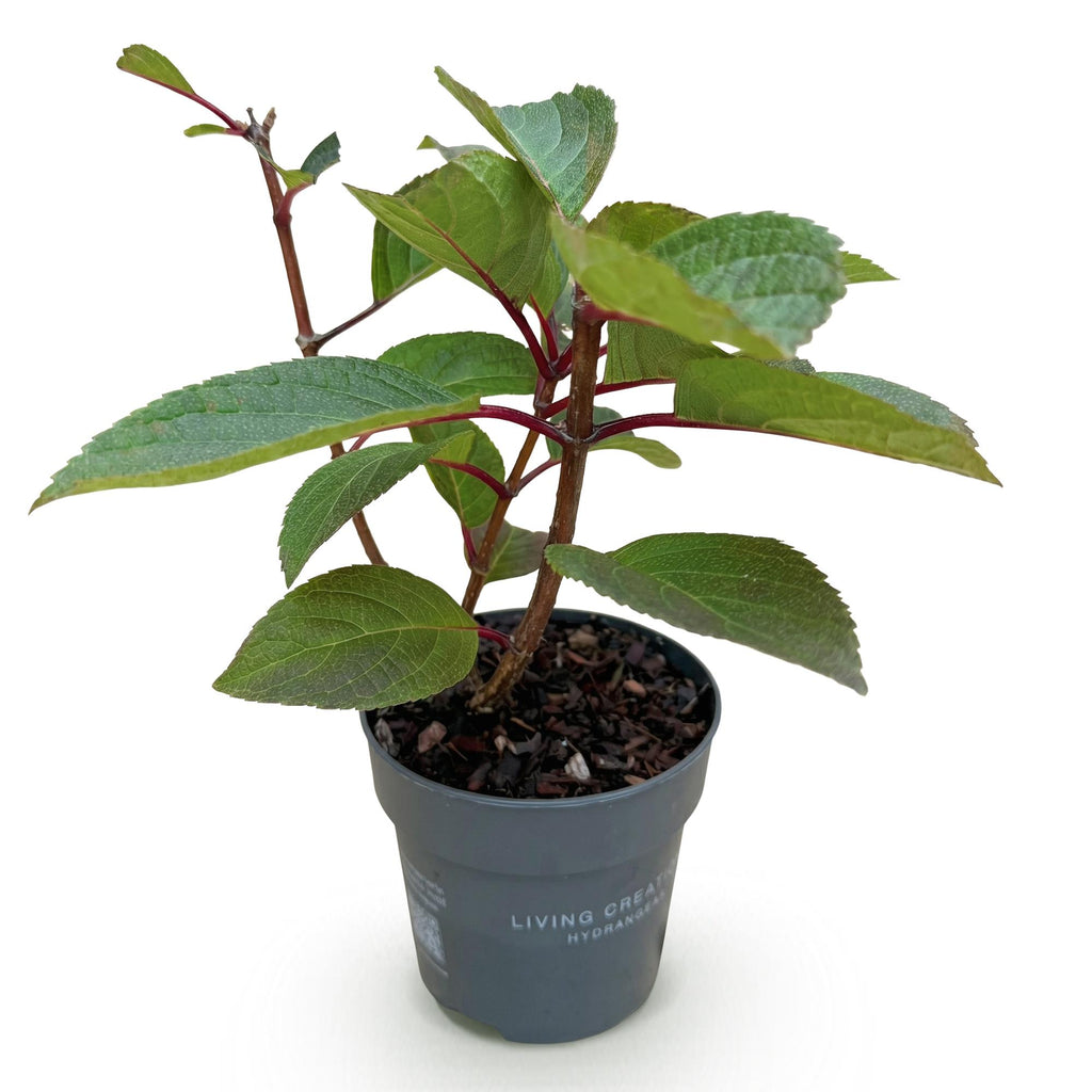 Hydrangea panniculata 'Living Infinity' (Rispenhortensie) – weiß – Ø12 cm, 20–30 cm hoch – Bild 2