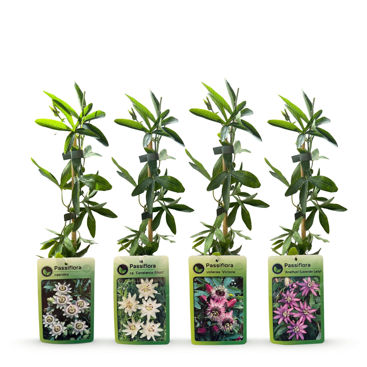 Passiflora 'Regenboog' (passiflore) – blanc-violet-rose – 8 plantes, Ø9 cm, 35 cm de haut – photo 3