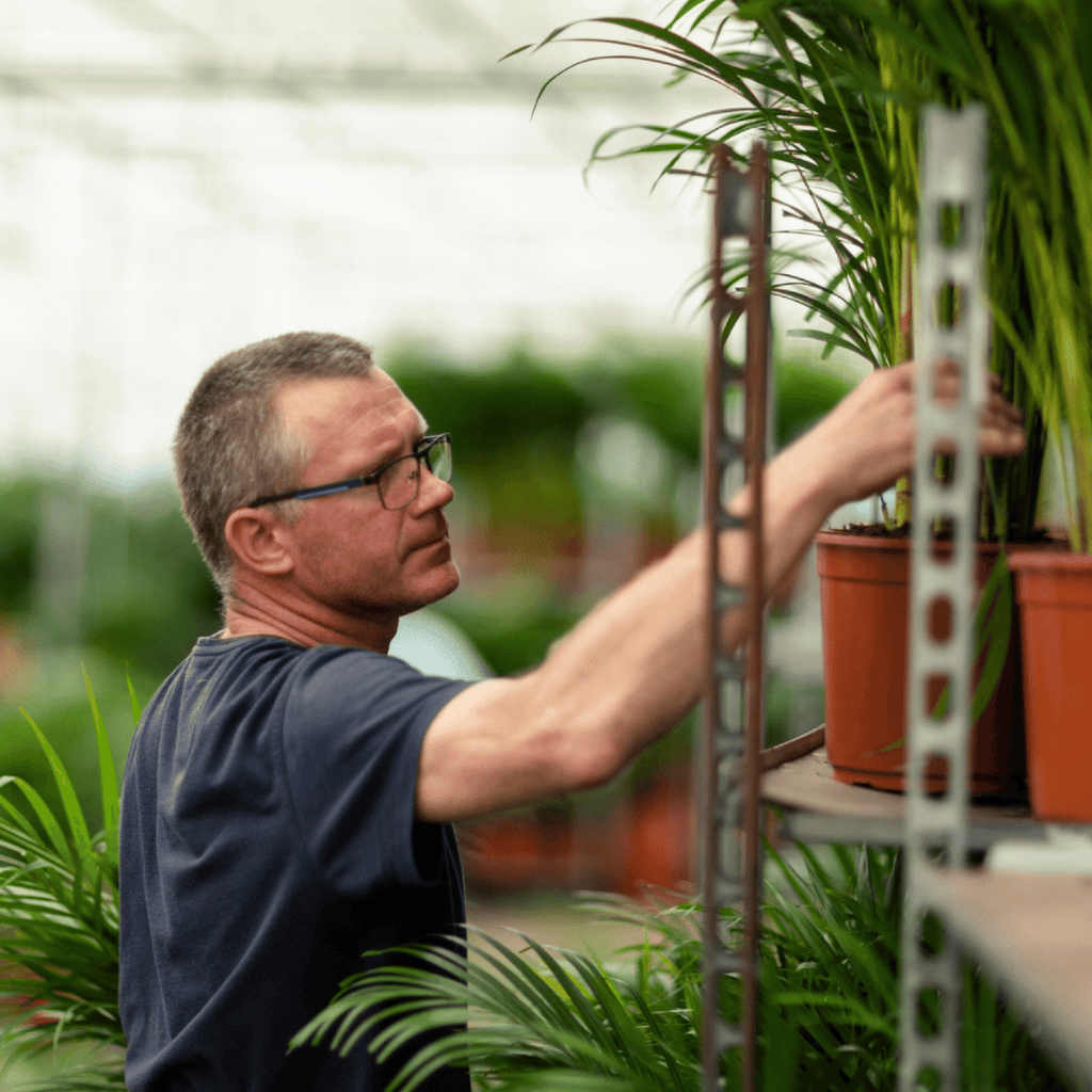 Areca palm (Dypsis) – Ø17 cm, 70 cm hoog