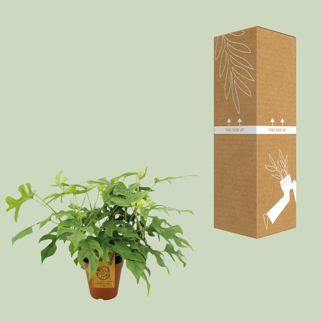 Monstera Minima (mini-monstera) – Ø15 cm, 40 cm de haut – photo 3