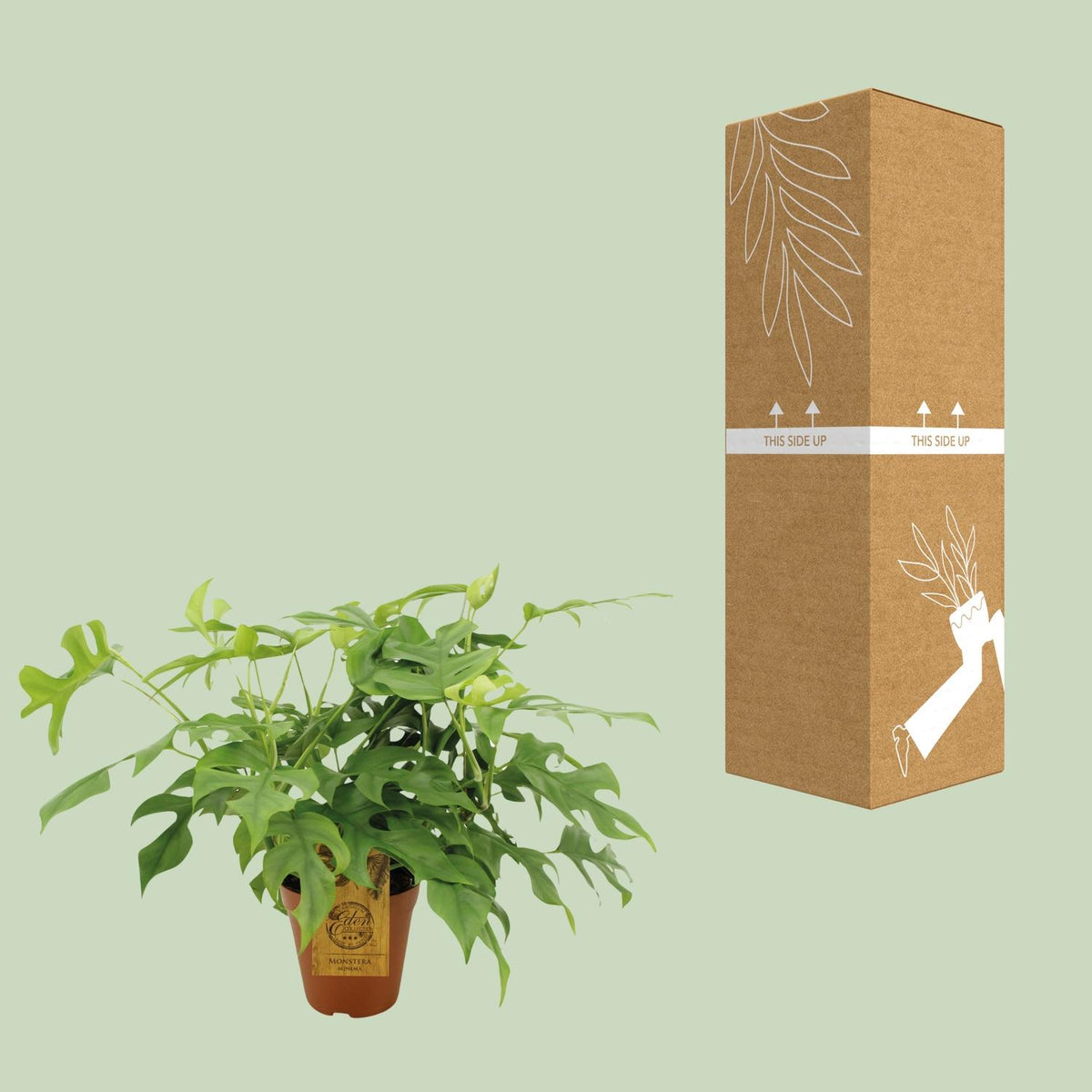 Monstera Minima (Mini-Monstera) – Ø 15 cm, 40 cm hoch