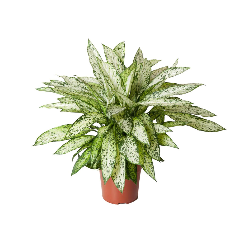 Dieffenbachia Vesuvius – Ø 27 cm, 80 cm hoch